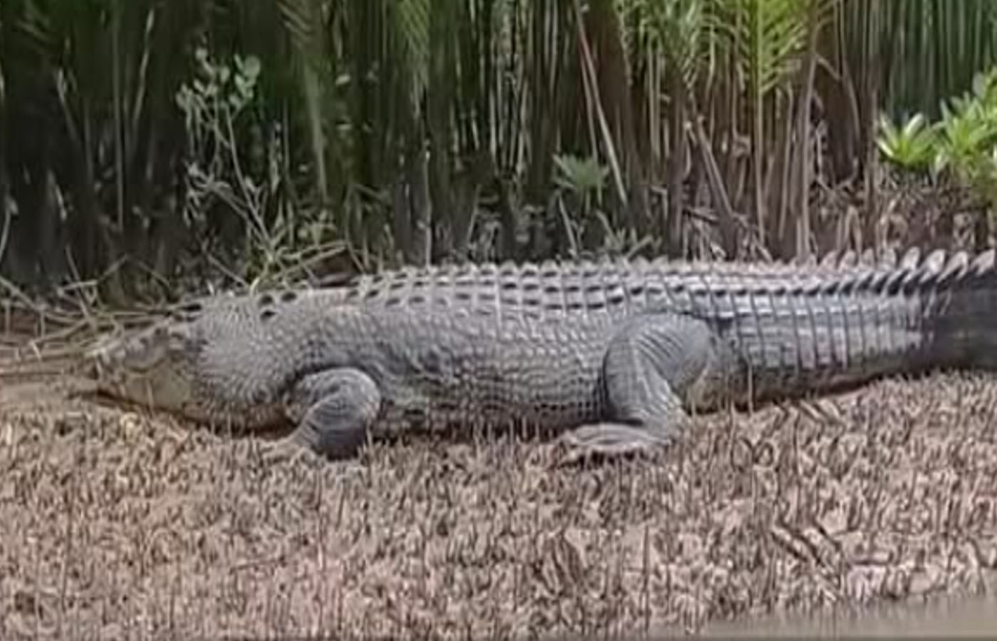Massive crocodile spotted in Balabac River, raises alarm among residents